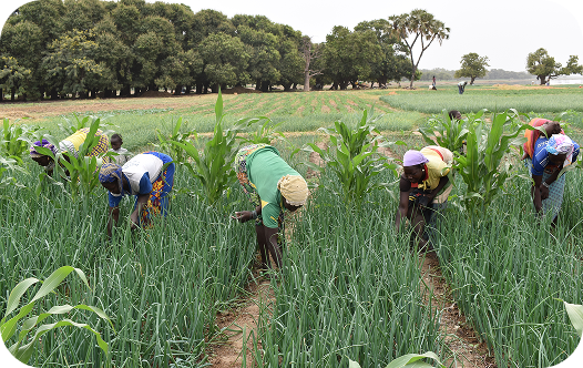 Farmers working in a lush green field