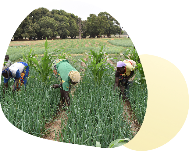 Farmers working in a green field